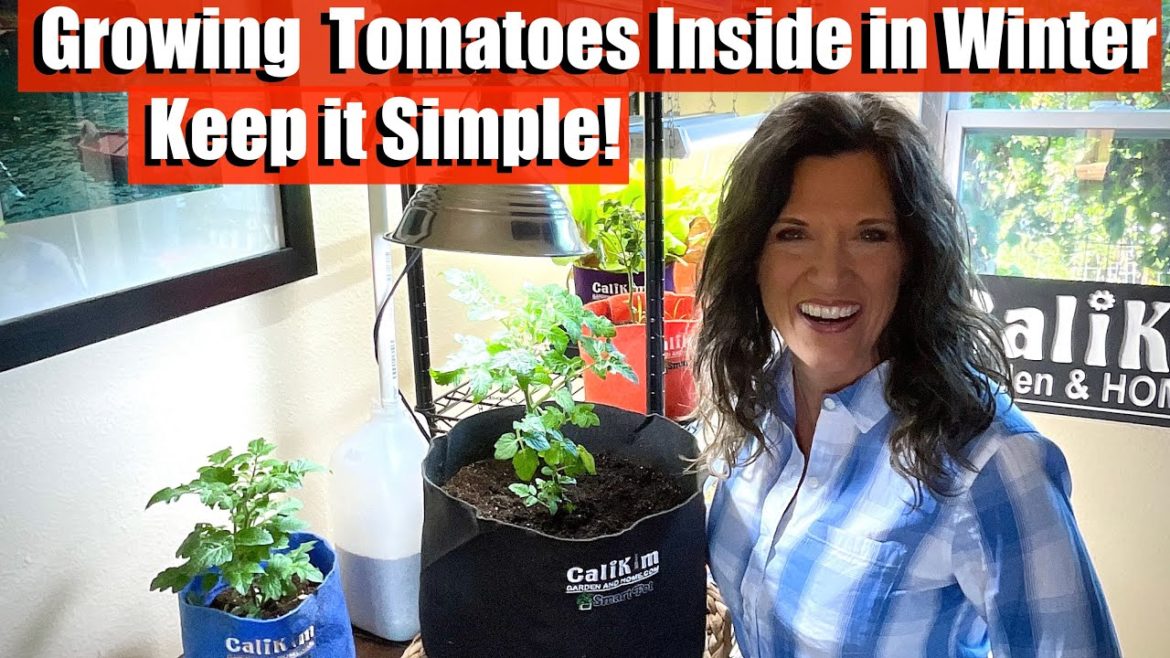 CaliKim: How to Grow Tomatoes Inside in Winter – The Key is Keep it Simple! 🍅☃️ How to Grow Tomatoes Inside in Winter - The Key is Keep it Simple! 🍅☃️