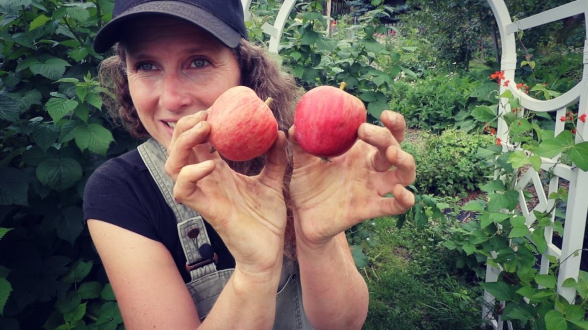 August Garden Harvest | Garden Tips | Zone 3B August Garden Harvest | Garden Tips | Zone 3B