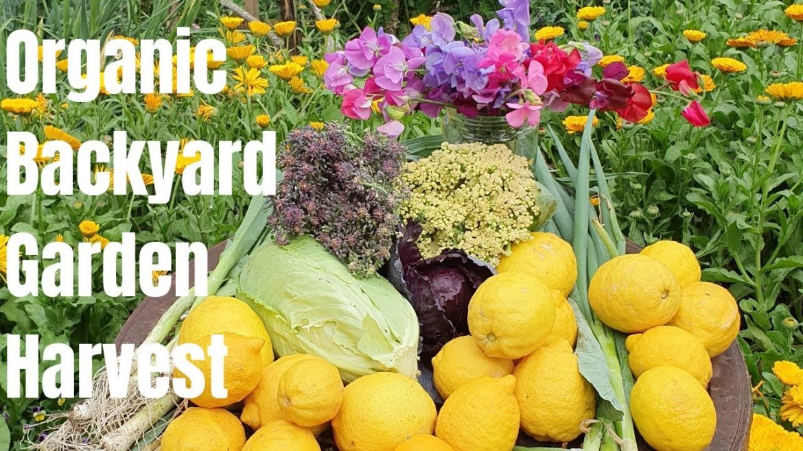Organic Backyard GARDEN HARVEST // GG The Garden Girl // Week 42 Organic Backyard GARDEN HARVEST // GG The Garden Girl // Week 42
