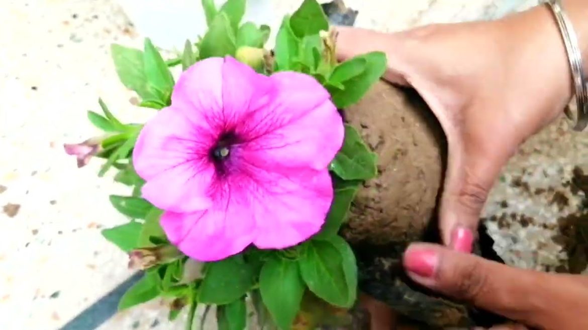Let's repot Petunia !! #viral #shorts #video #viralvideo #trending #shortsvideo Let's repot Petunia !! #viral #shorts #video #viralvideo #trending #shortsvideo