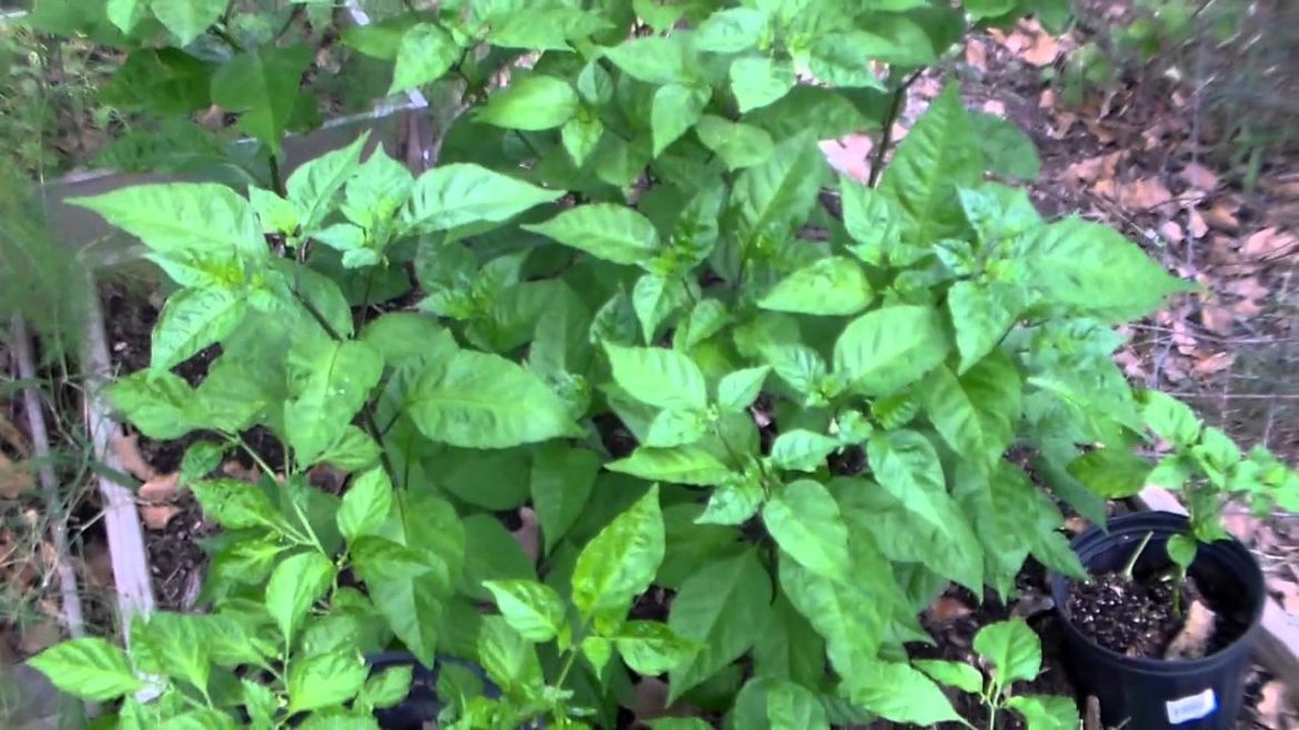 Smokin' Ed's Carolina Reaper® + Xtreme Gardening Products Smokin' Ed's Carolina Reaper® + Xtreme Gardening Products