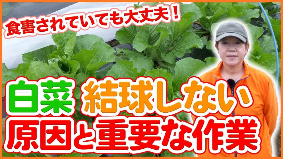 家庭菜園や農園の白菜栽培で結球しないのはなぜ！？食害されても大丈夫！白菜が結球しない原因と重要作業を徹底解説！【農園ライフ】/Tips for growing Chinese cabbage.