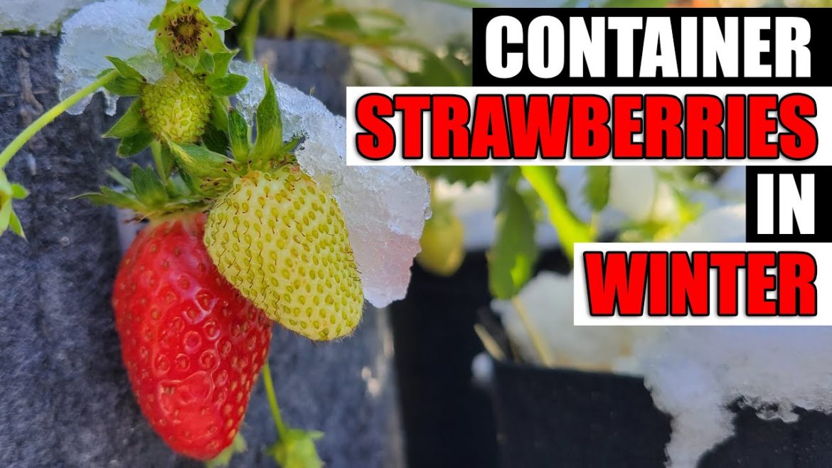 Container Strawberries In Winter - Garden Quickie Episode 107