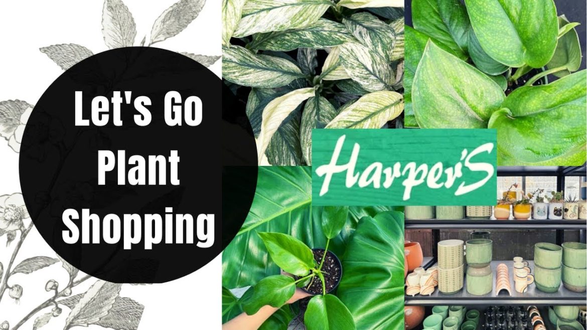 PLANT SHOPPING WITH ME at Harper's Garden Centre | Plant Decor + Supplies | MINI Tour PLANT SHOPPING WITH ME at Harper's Garden Centre | Plant Decor + Supplies | MINI Tour