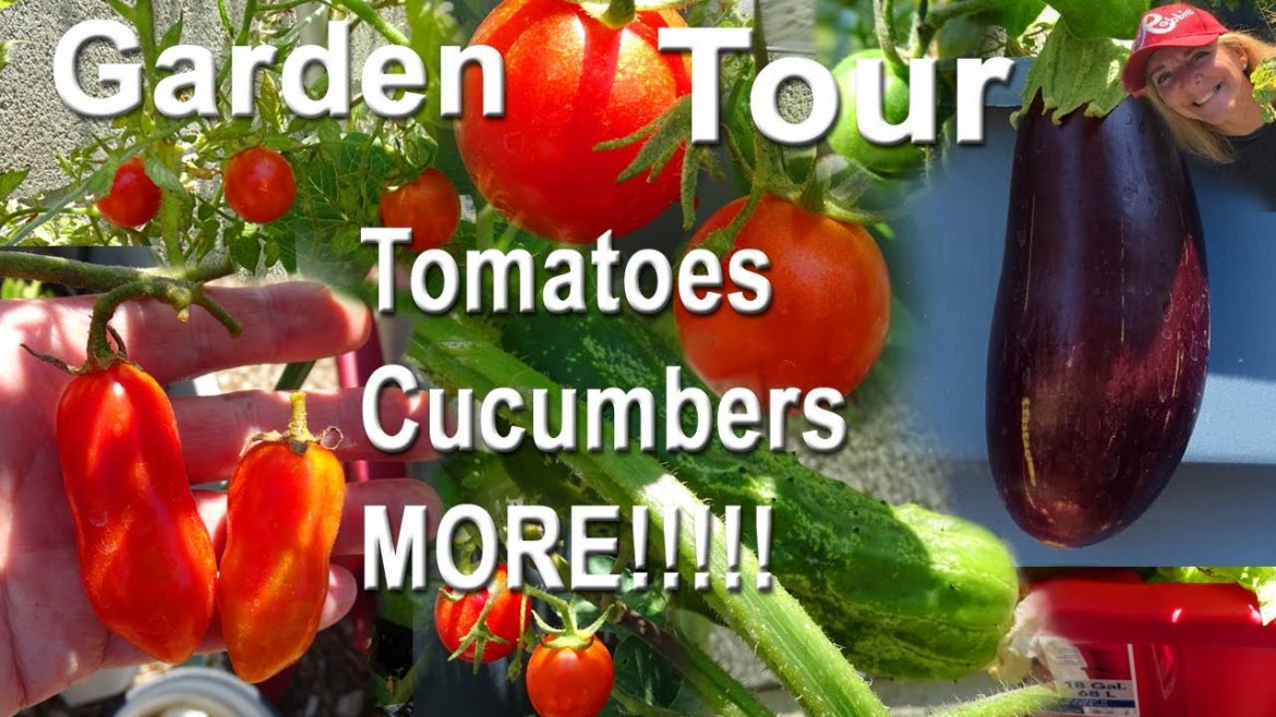 Vegetable Garden Tour Growing TOMATOES Cucumbers ZUCCHINI in Container Gardening Vertical Raised Bed