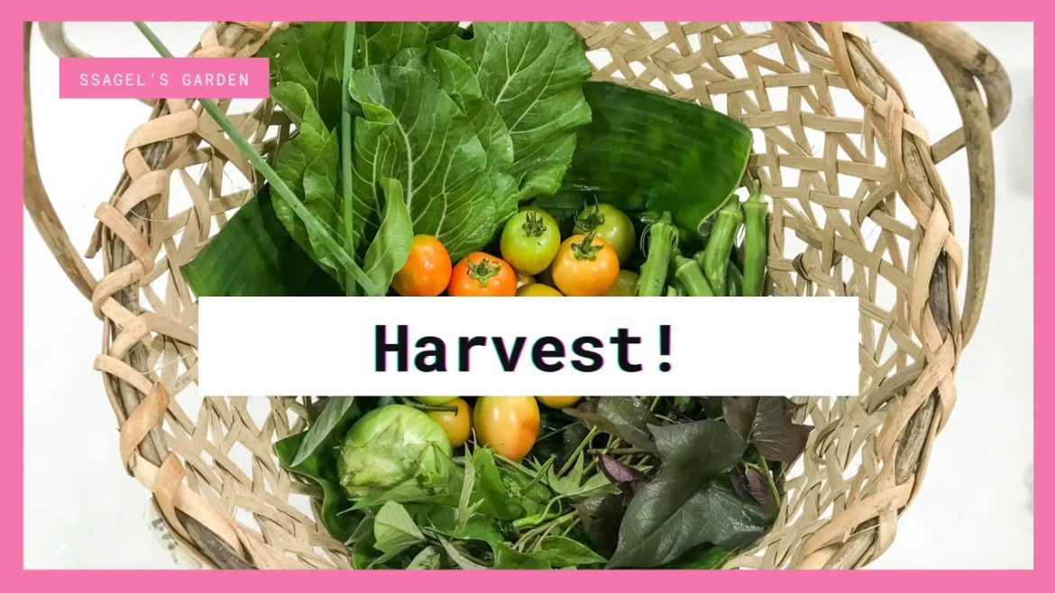 Vegetable Gardening Harvest| JUNE 2021 Ssagel's Garden Vegetable Gardening Harvest| JUNE 2021 Ssagel's Garden