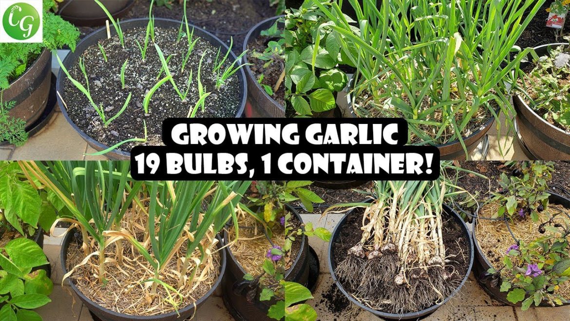 19 Garlic Bulbs Grow in ONE container!