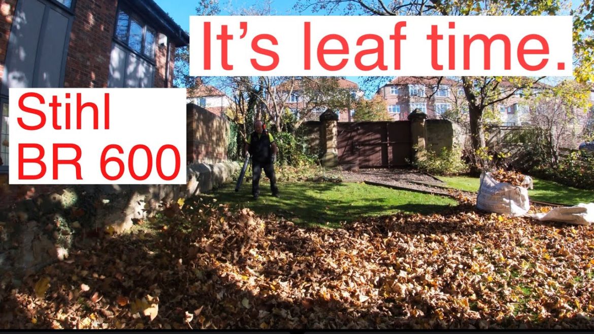 It’s Leaf Clearing Time. The Stihl BR 600. Its A Beast. #gardening #garden #lawns It’s Leaf Clearing Time. The Stihl BR 600. Its A Beast. #gardening #garden #lawns