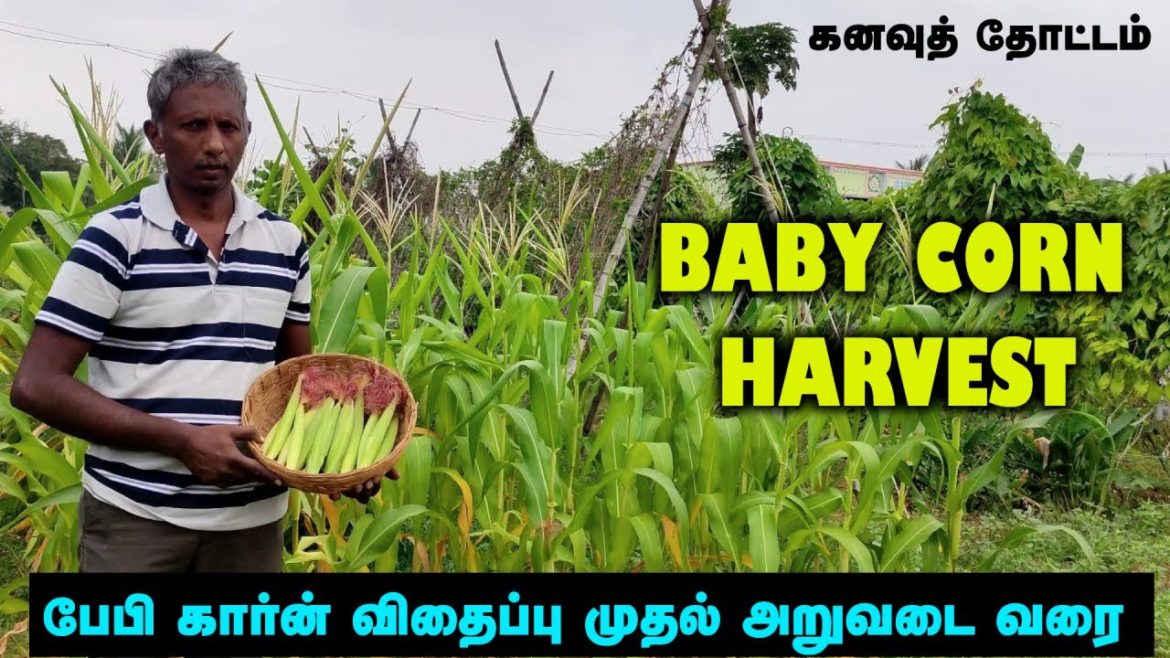 கனவுத் தோட்டம் | பேபி கார்ன் அறுவடை | அறுவடையில் நாங்கள் செய்த ரெசிபீஸ் | Baby Corn Harvest கனவுத் தோட்டம் | பேபி கார்ன் அறுவடை | அறுவடையில் நாங்கள் செய்த ரெசிபீஸ் | Baby Corn Harvest