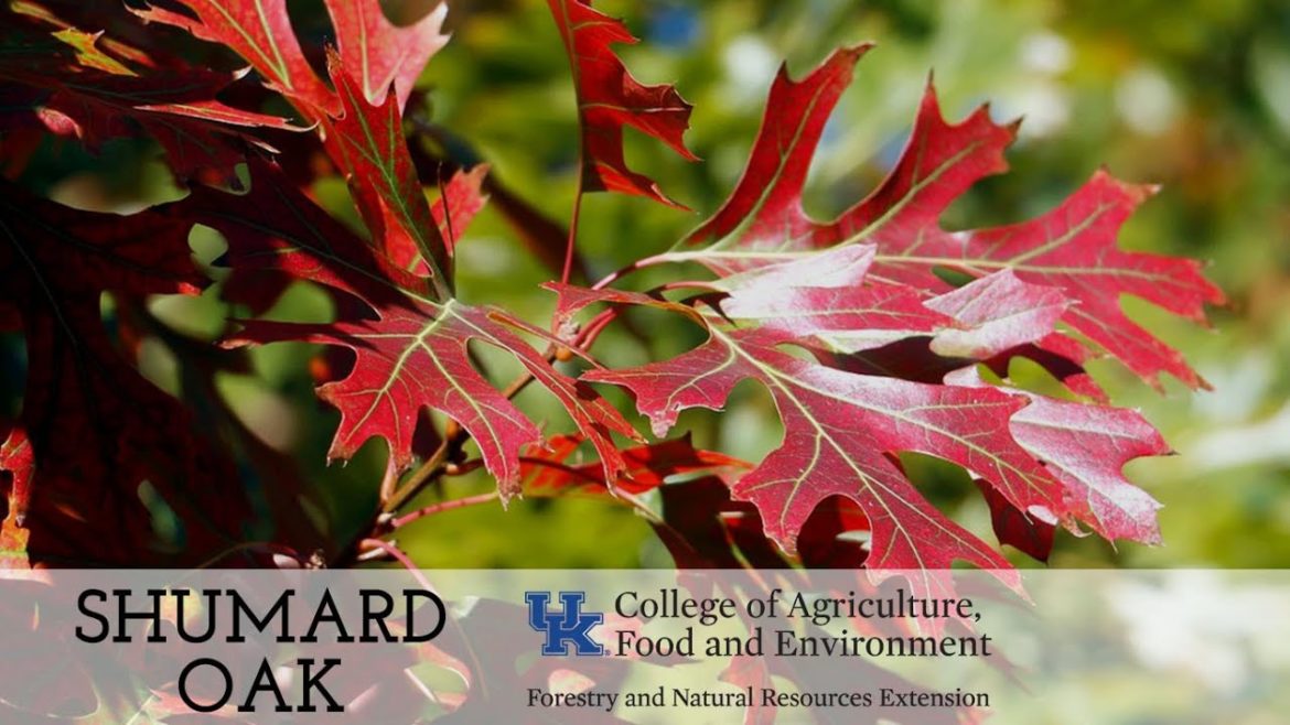 Tree of the Week: Shumard Oak