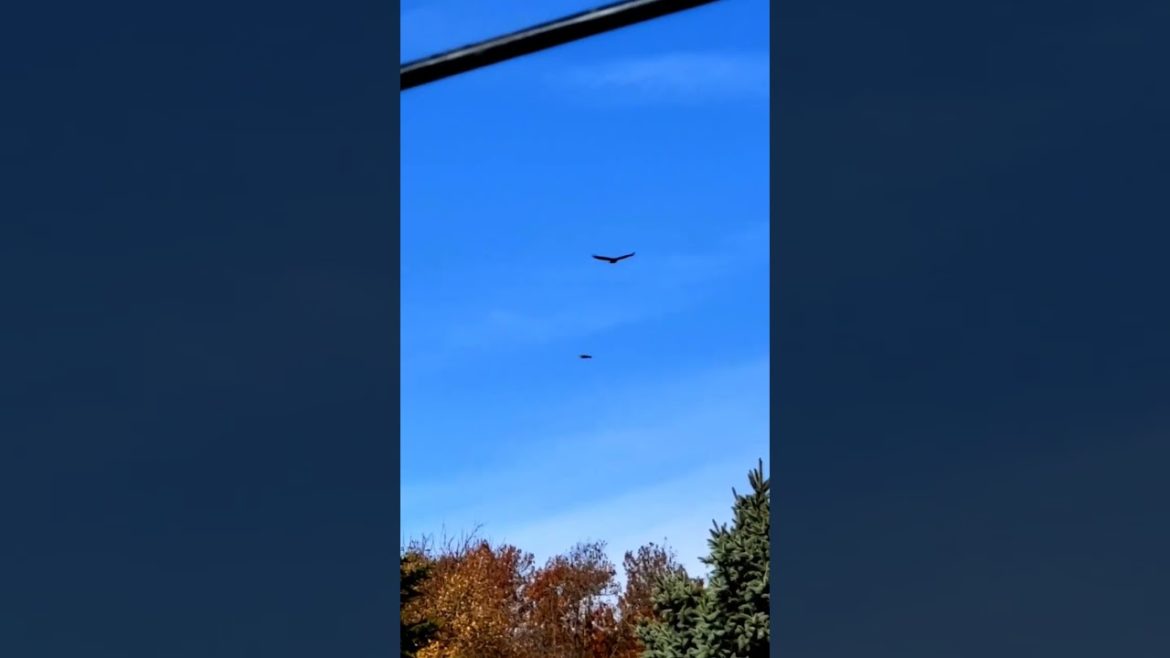 Soaring  hawks π ππ§‘πFollow @thegreeneyegardener for kindness to all life. πππππ Soaring  hawks π ππ§‘πFollow @thegreeneyegardener for kindness to all life. πππππ