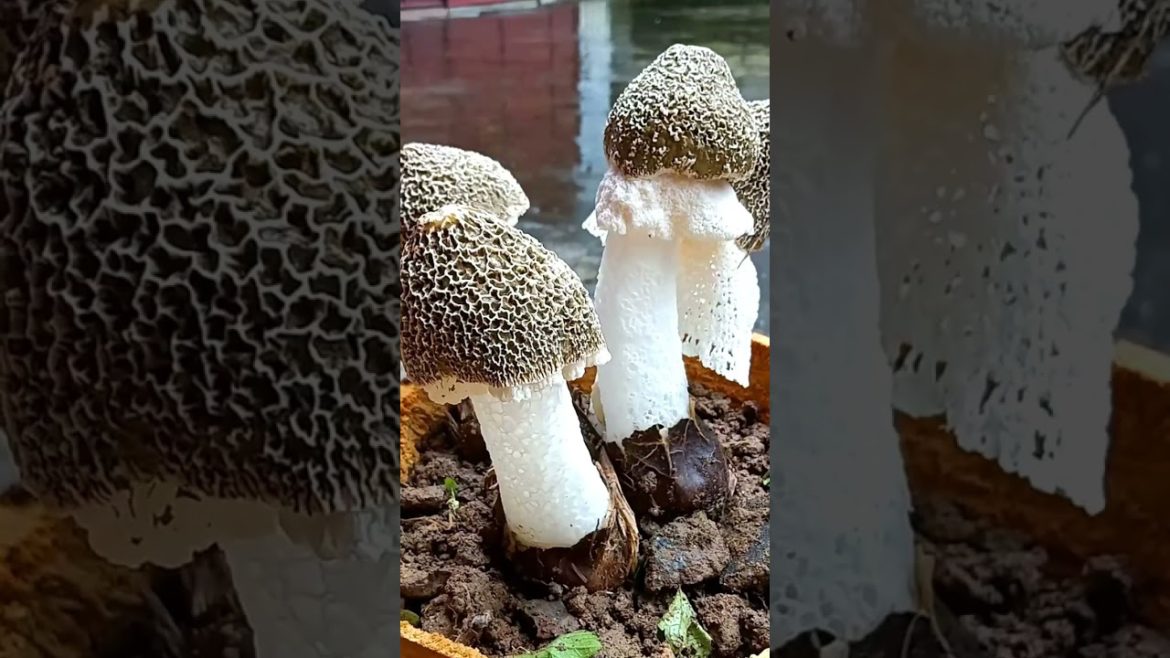 How does the Mushroom grow? #shorts #lifestyle