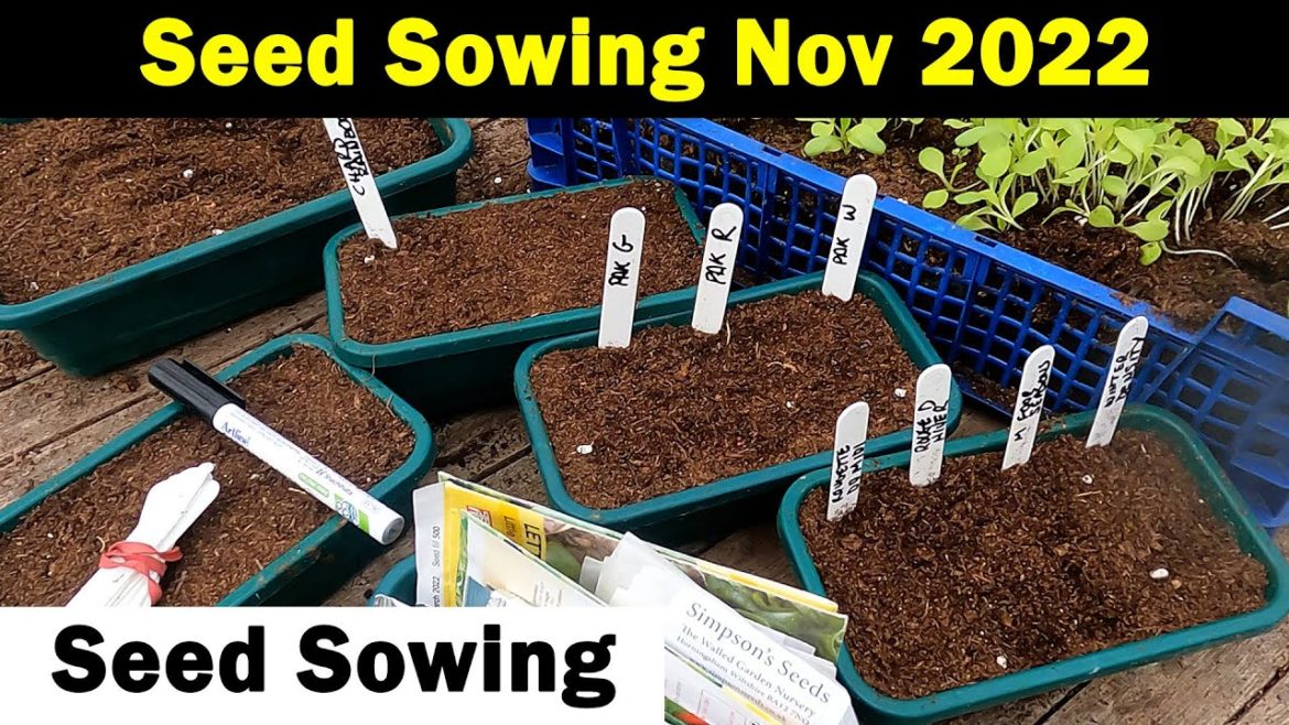 Seeds to Sow in November | Seed Sowing in November | Vegetable Seed Sowing | Green Side Up