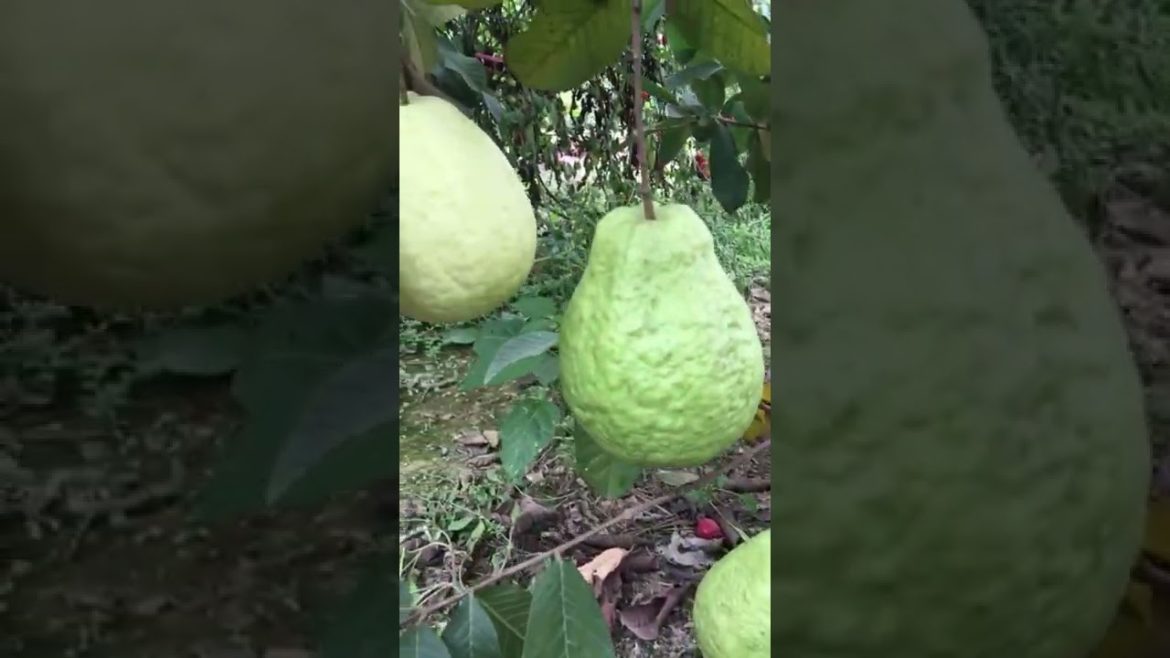 Let's look at the Seedless Guava #gardener #fruit #fyp#Agriculture #funny #harvest#Satisfying#shorts