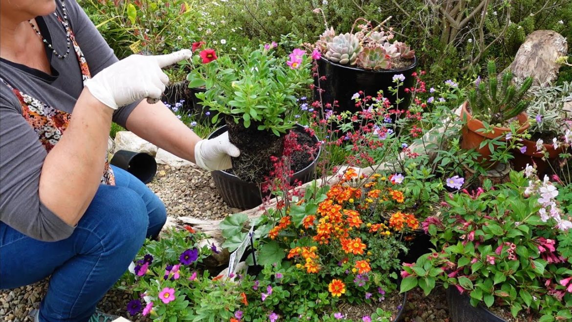 Planting Fruits and Vegetables in a Succulent Garden