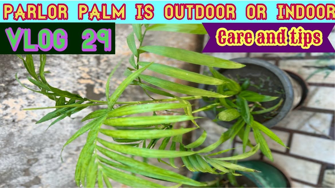 Parlour palm is outdoor or indoor || parlour palm care and tips || Gardening vlog #vlog29 #palmplant