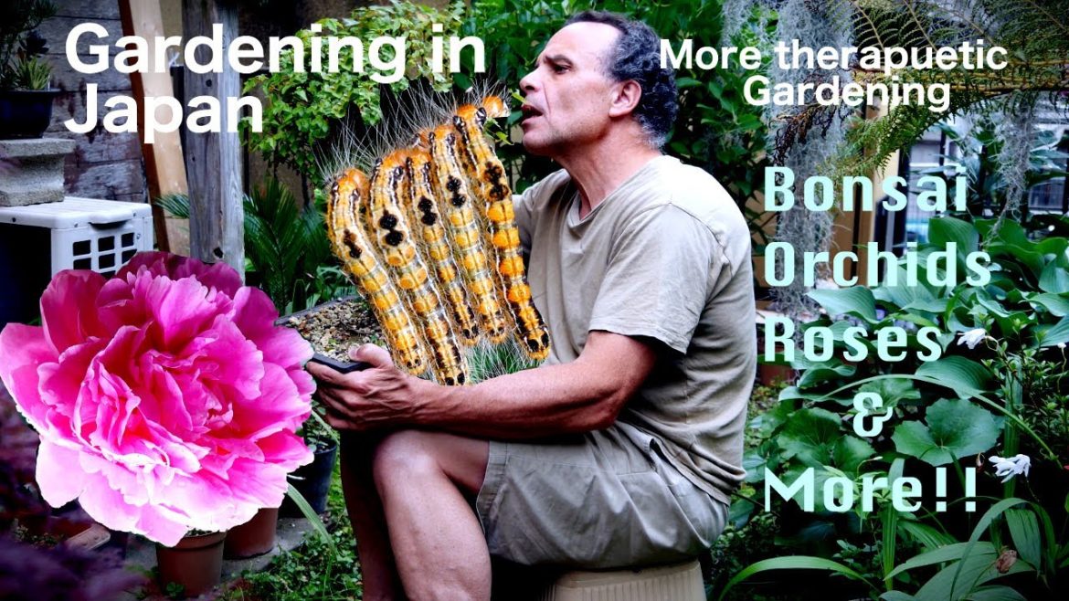 Gardening in Japan, Japanese Orchids, Bonsai Tree Pruning and Rambler Roses Gardening in Japan, Japanese Orchids, Bonsai Tree Pruning and Rambler Roses