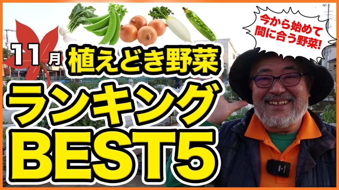 家庭菜園や農園栽培で1度は育ててみたい!11月植え付けおすすめ野菜ランキングBEST5!【農園ライフ】/ Top 5 Planted Vegetables for November Ranking. 家庭菜園や農園栽培で1度は育ててみたい!11月植え付けおすすめ野菜ランキングBEST5!【農園ライフ】/ Top 5 Planted Vegetables for November Ranking.