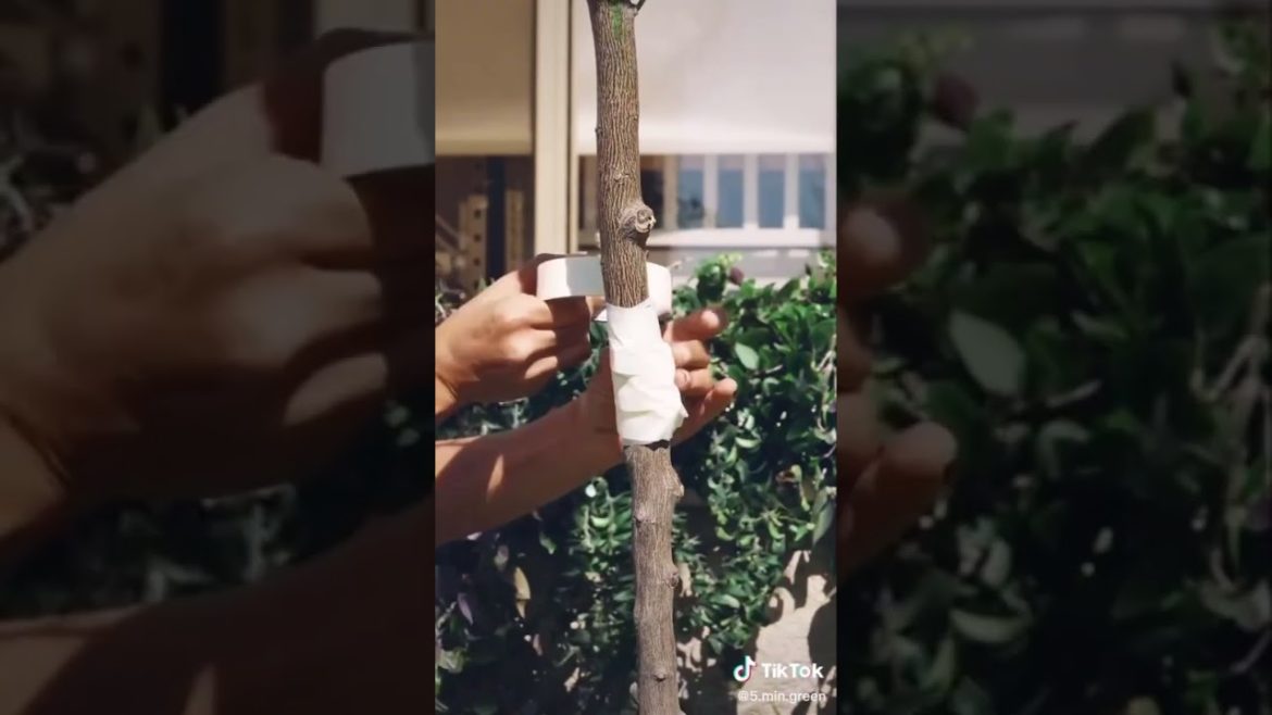 Garden Hacks 002 #shorts #gardening #hacks