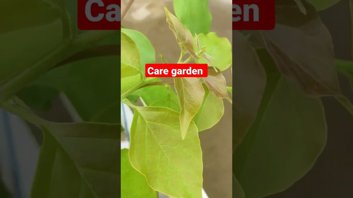 garden tips #youtube