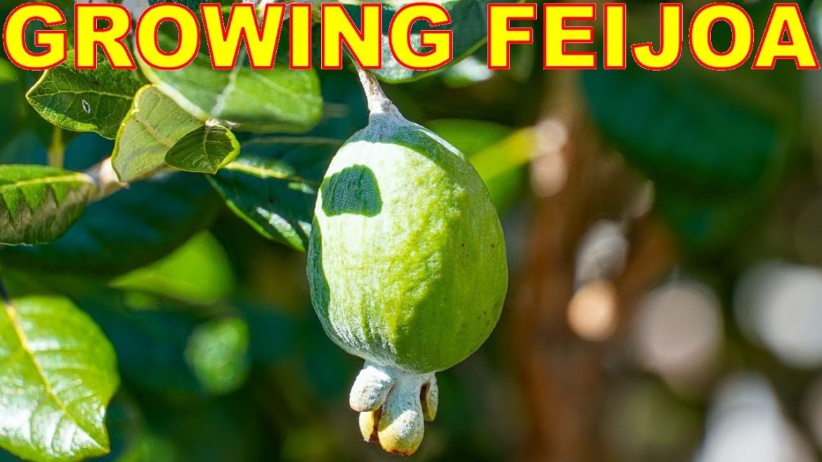 Feijoa Is The BEST Fruit Tree You've Never Heard Of Feijoa Is The BEST Fruit Tree You've Never Heard Of