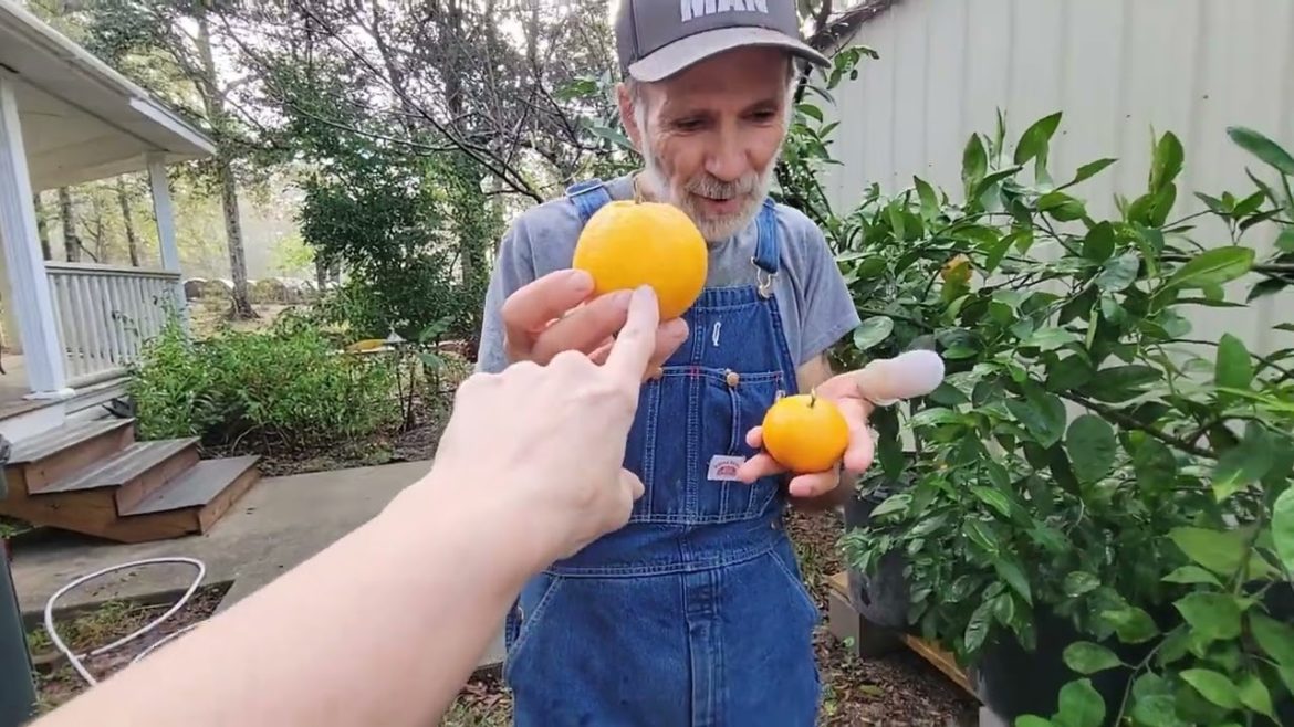 Vitamin C on Steroids in our Backyard Vitamin C on Steroids in our Backyard