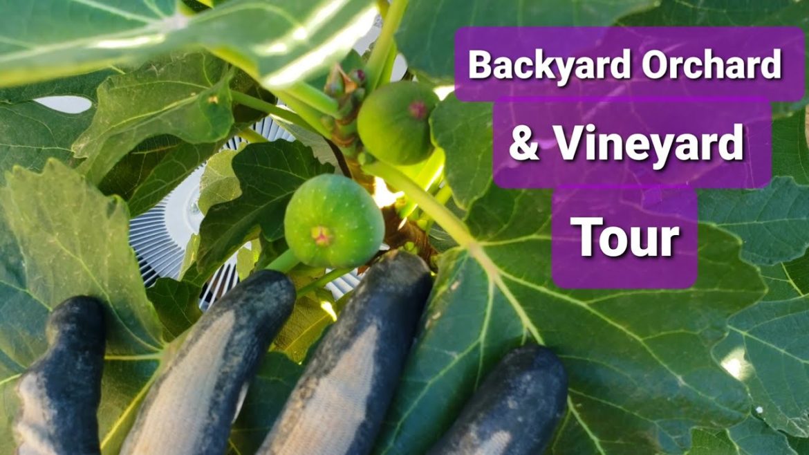 Tour – Backyard Orchard, Garden and Vineyard | November vlog 2022 Tour - Backyard Orchard, Garden and Vineyard | November vlog 2022