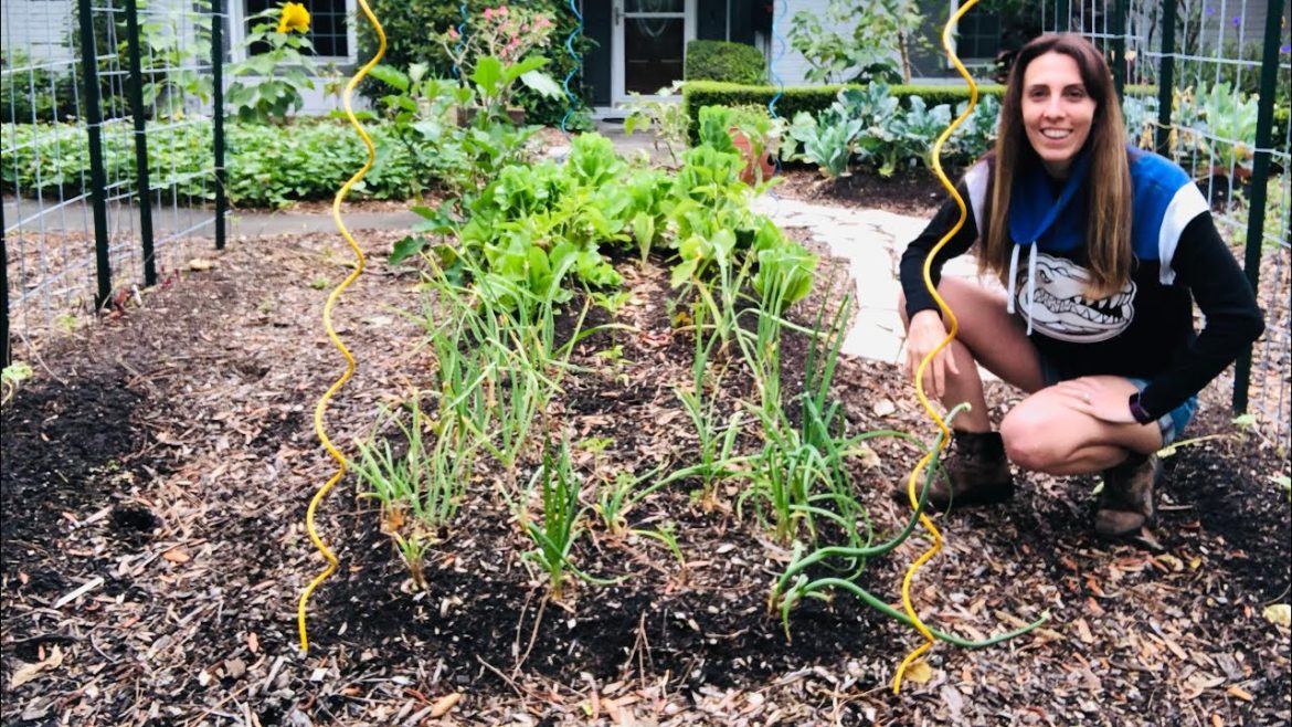 6 Spring Gardening Tips for your Florida Vegetable Garden | Spring Garden Tour 6 Spring Gardening Tips for your Florida Vegetable Garden | Spring Garden Tour