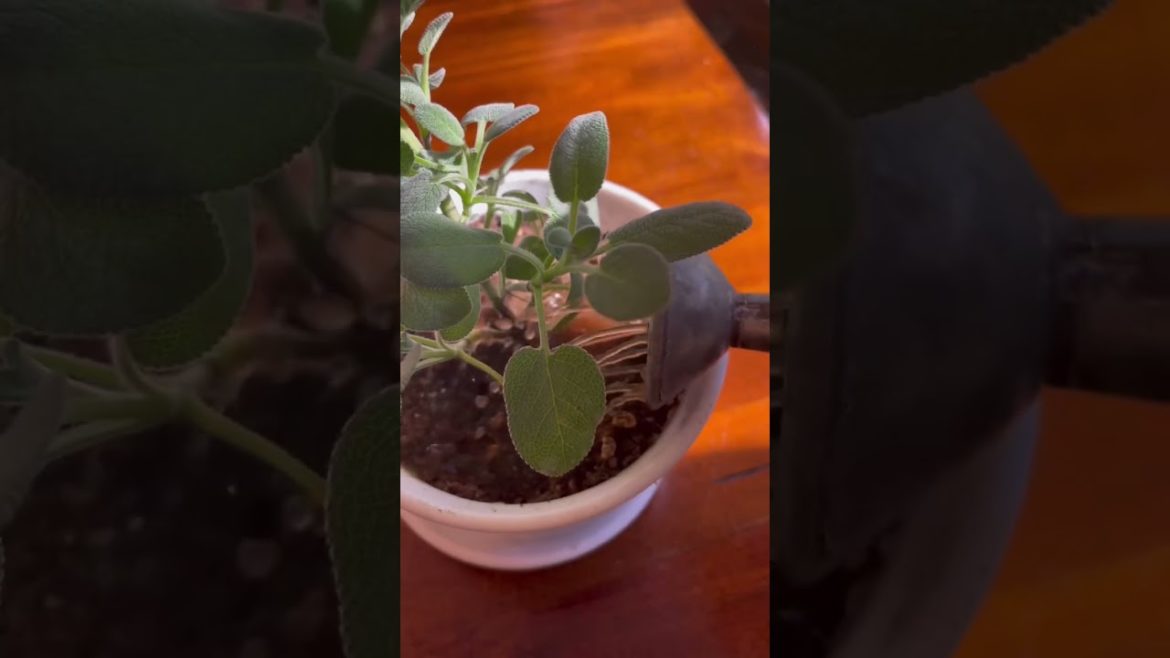 caring for my indoor jungle