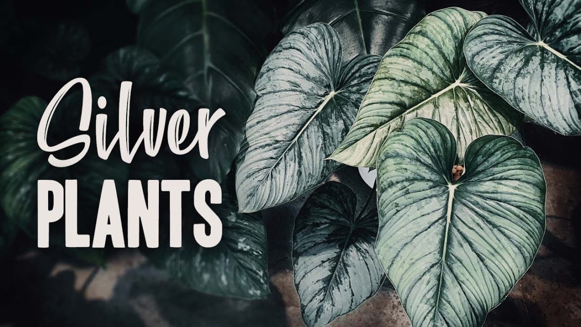 TOP 10 SILVER/BLUE Houseplants!