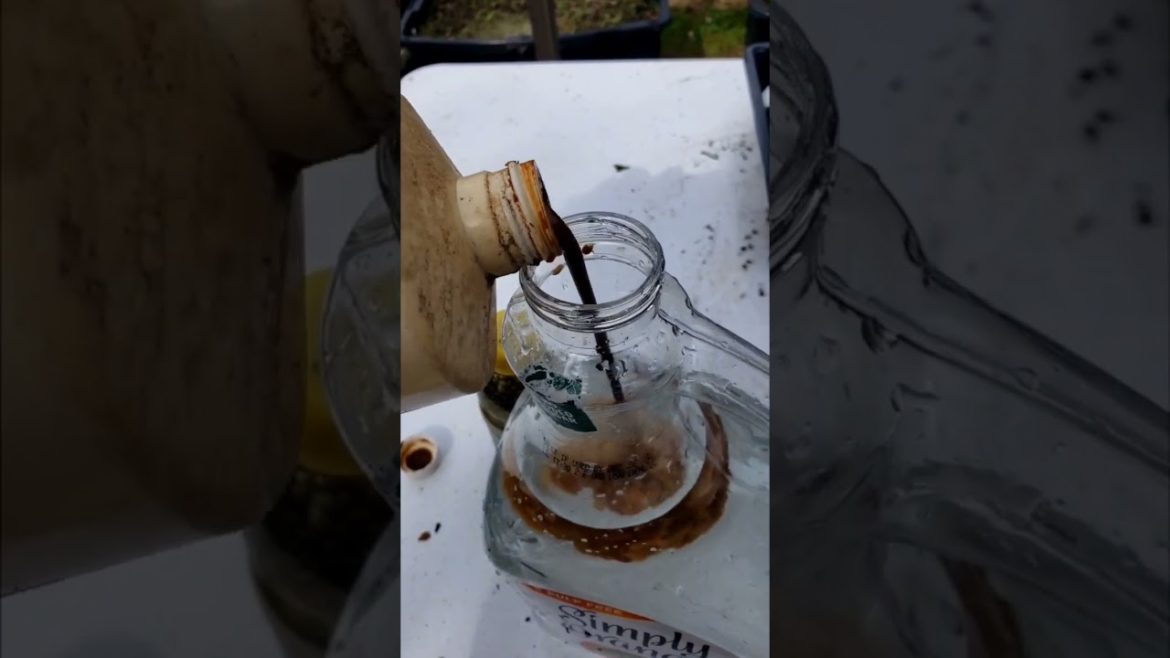 DIY Organic Super Plant Food 🌿☘️ #shorts #fyp #urbanfarming #plantfood #supersaiyan