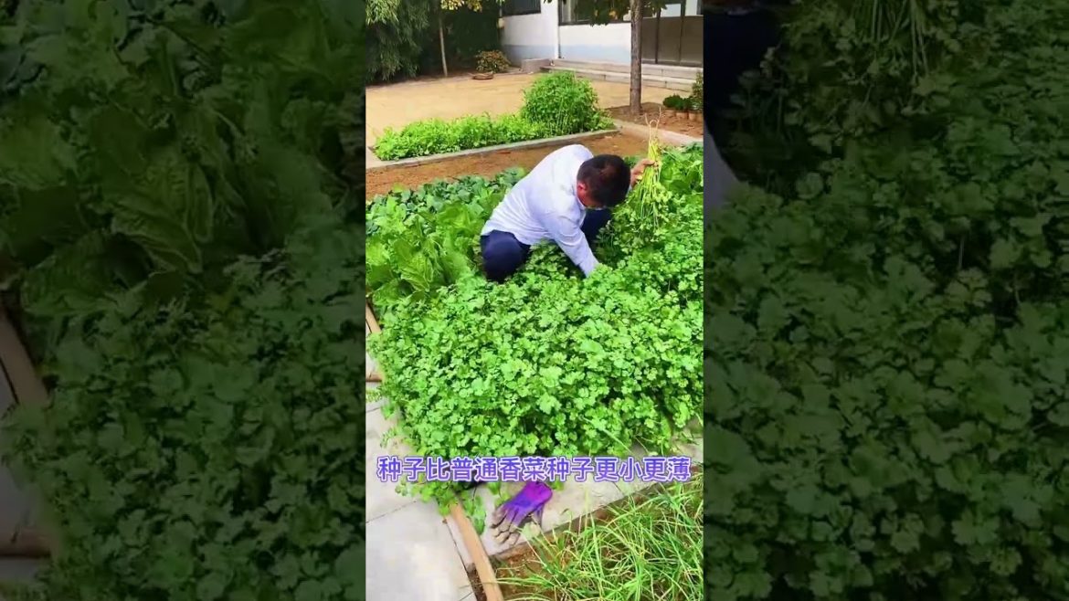 Life style garden vlog| idea sharing vegetalbe Life style garden vlog| idea sharing vegetalbe