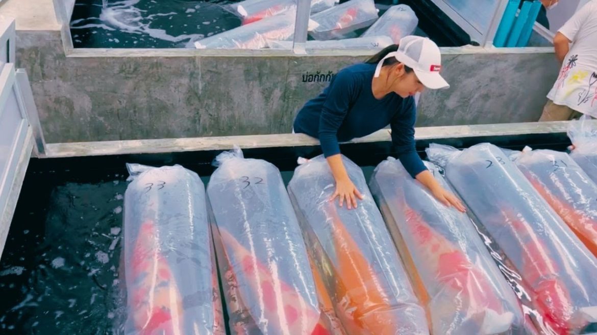 Delivering All Jumbo Koi To New Koi Fish Farm | Expensive Koi Varieties
