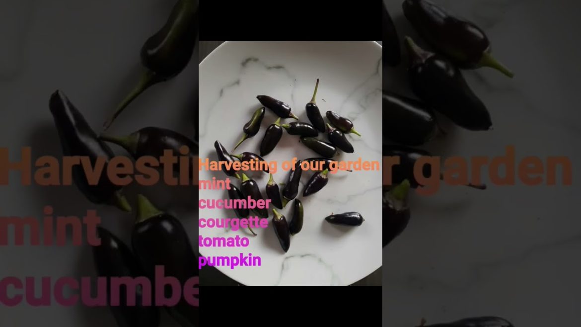 #shorts #shortvideo #gardening #harvest #shortsvedio #shortsfeed