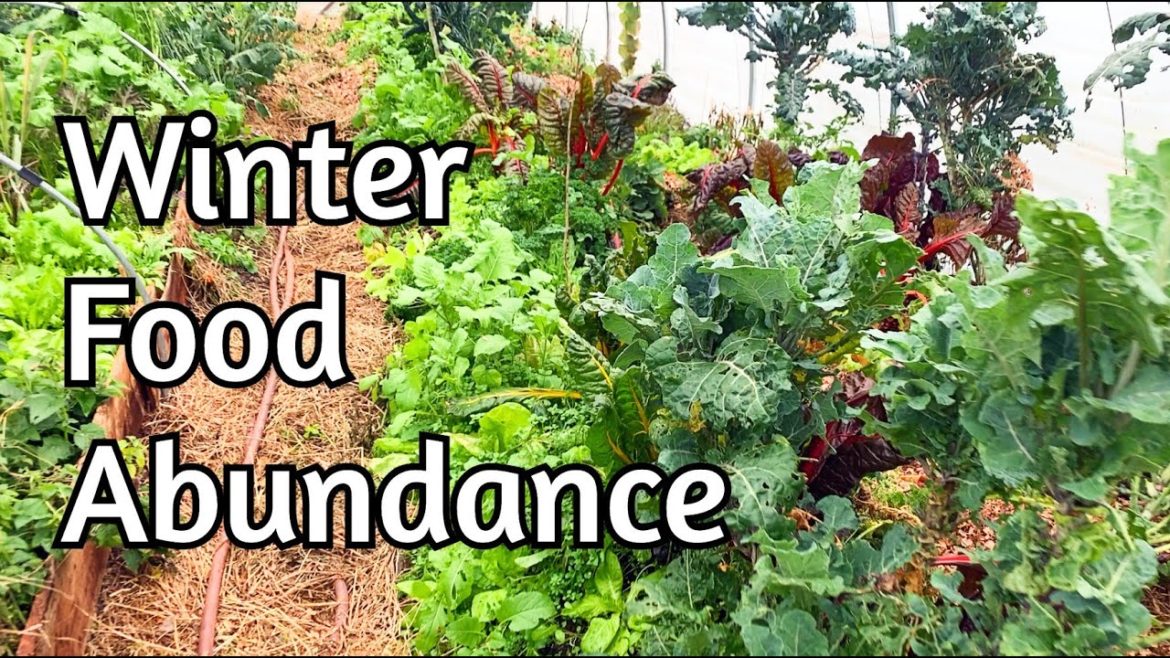 High Tunnel - Winter Food!