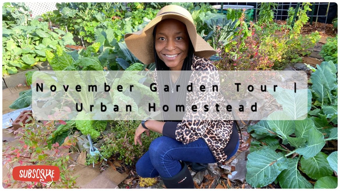 November 2022 Garden Tour November 2022 Garden Tour