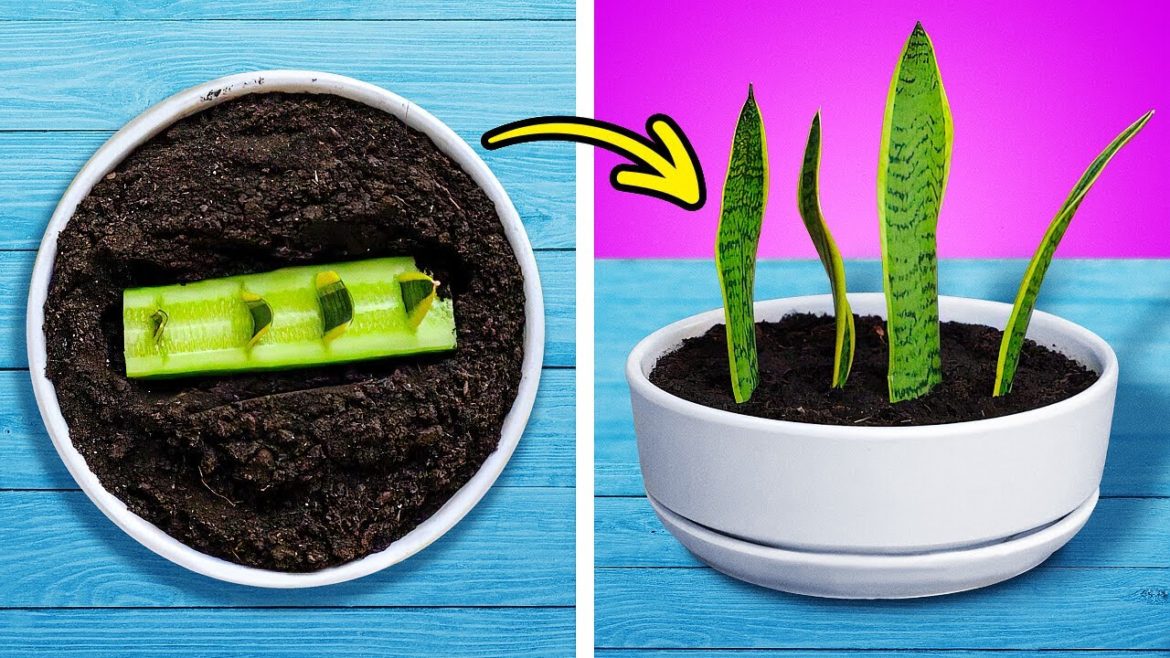 GREAT IDEAS FOR GROWING PLANTS AT HOME by 5-minute MAGIC
