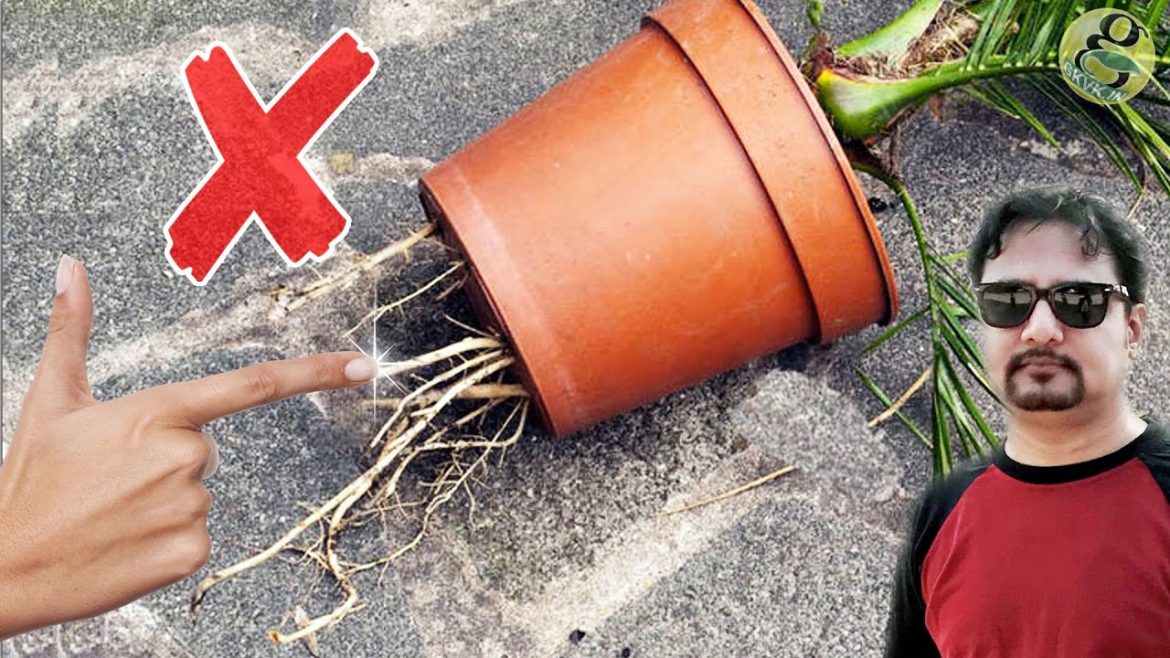 NEVER BUY THIS! – 10 GARDENING TIPS & TRICKS ON CHOOSING PLANTS NEVER BUY THIS! - 10 GARDENING TIPS & TRICKS ON CHOOSING PLANTS