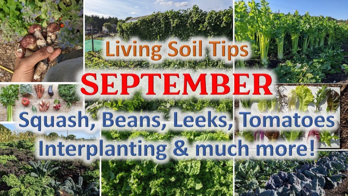 No-dig Gardening Seasonal Tips – September No-dig Gardening Seasonal Tips - September