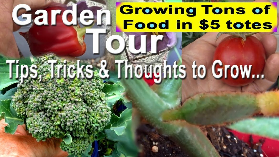 Vegetable Garden Tour TIPS Growing in $5 RAISED BED Container Gardening Pot Plants COMPOST in Place Vegetable Garden Tour TIPS Growing in $5 RAISED BED Container Gardening Pot Plants COMPOST in Place