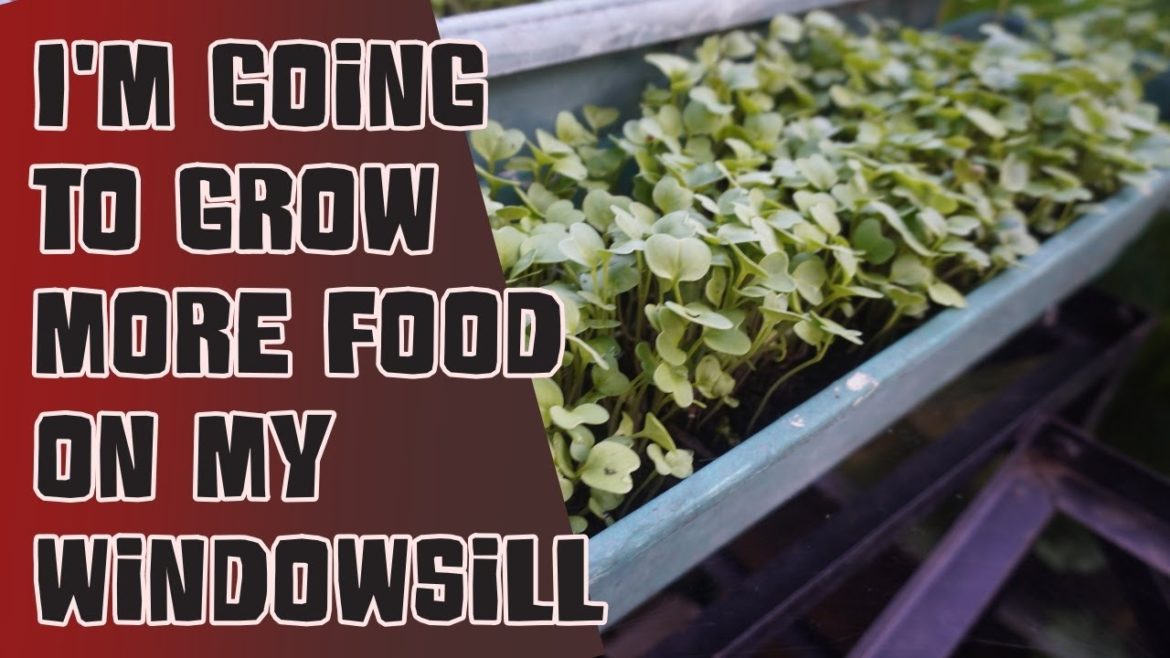 I'm going to grow more food on my windowsill this winter!! I'm going to grow more food on my windowsill this winter!!