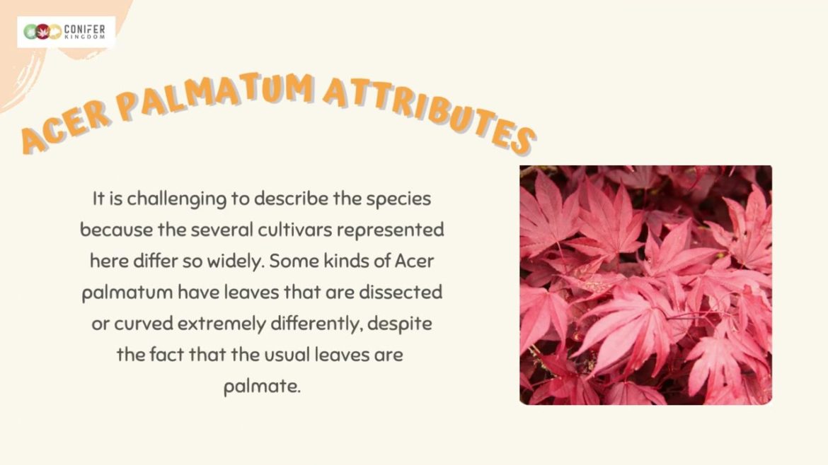 Buy Acer Palmatum From Conifer Kingdom Buy Acer Palmatum From Conifer Kingdom