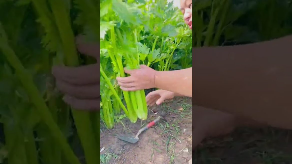 Super fresh celery from outdoor growing