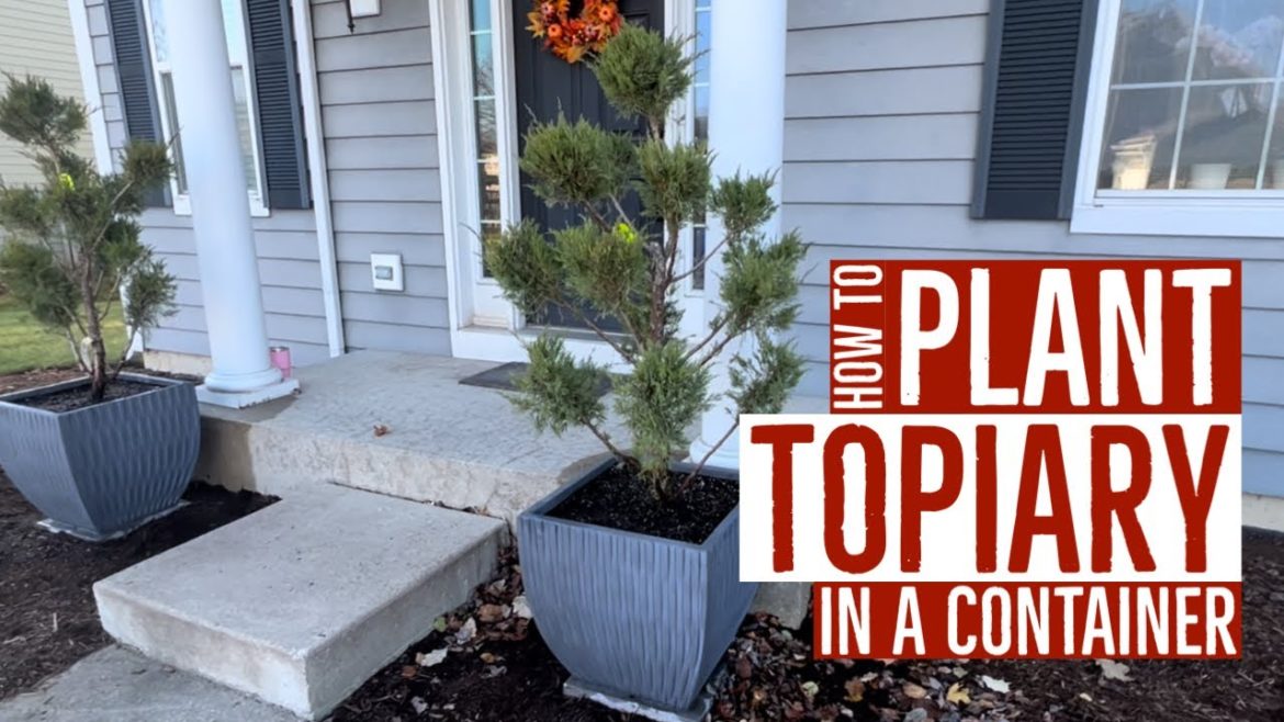 BasementFigs: How to PLANT A TOPIARY in a CONTAINER #gardening #gardeningtips #topiary #bonsai