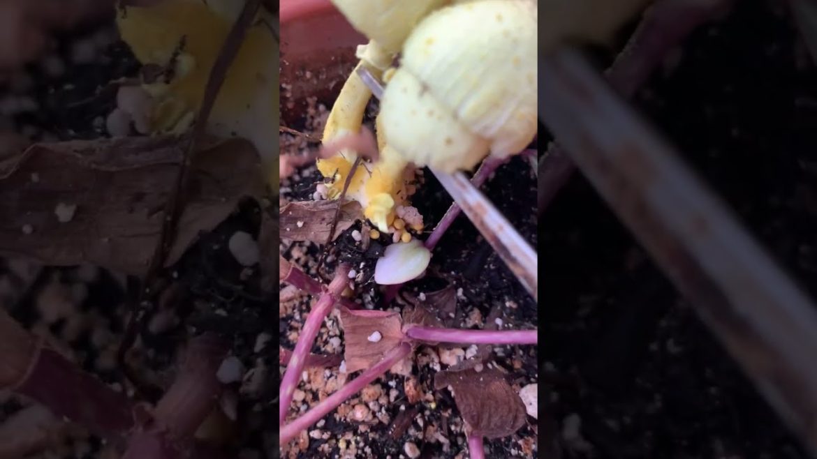 Pulling mushrooms from my plant. Are mushrooms in houseplants good? #howto #shorts