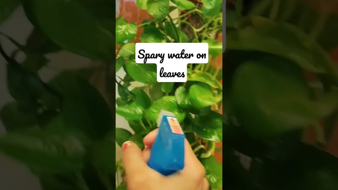 Money plant (pothos)-tips#shorts #viral #viralshorts #short @Garden dreams