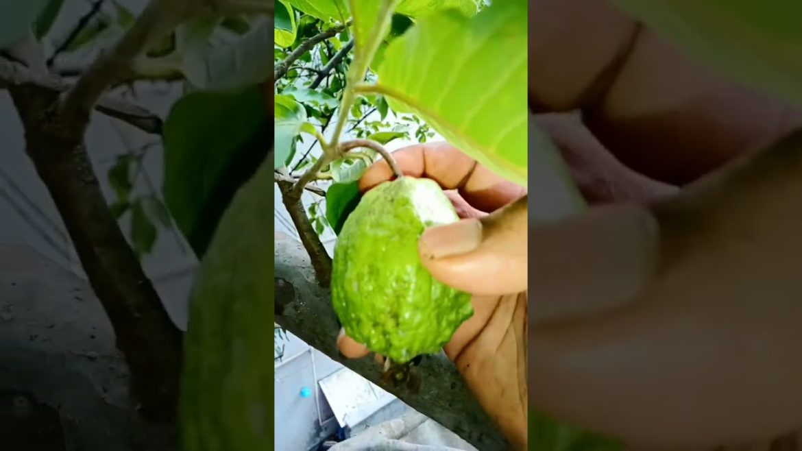 picking gauva fruit from my garden #shorts picking gauva fruit from my garden #shorts