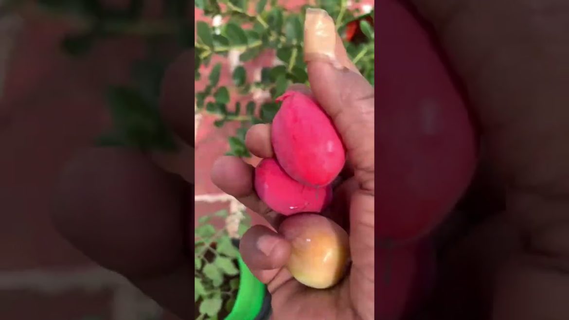 Terrace garden harvest.Rainy day terrace garden update#terracegardenharvest#organicharvest#shorts