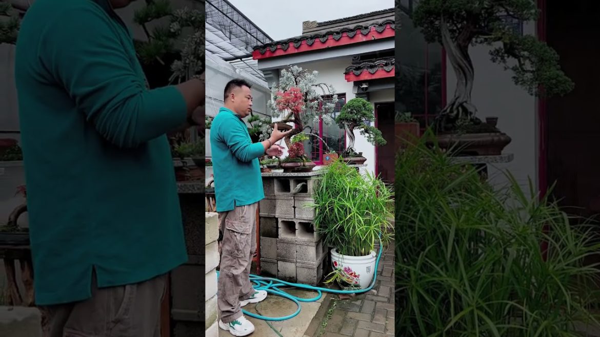 #十月正当红 #别墅庭院景观设计 #柏树盆景