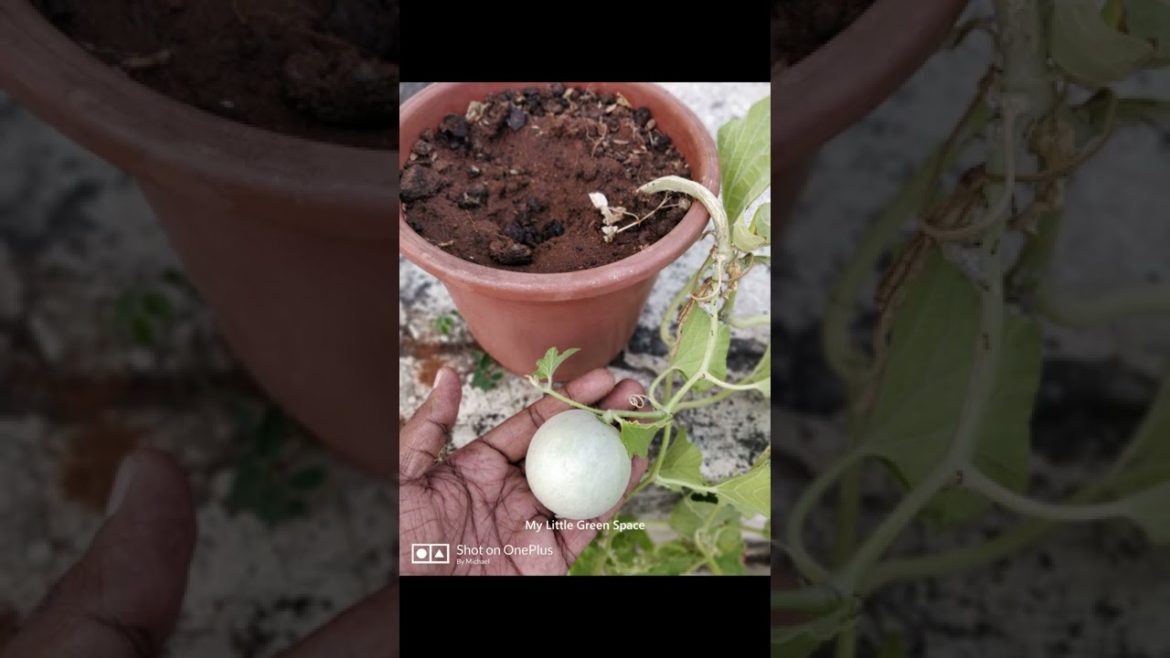 Musk melon | #shorts Musk melon | #shorts